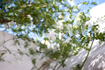 Jazmines blancos con fondo celeste del cielo