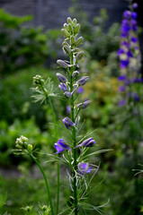 consolida orientalis An annual herb, up to 100 cm tall, with linear to linear-lanceolate leaves and with a violet blue inflorescence in the grape.