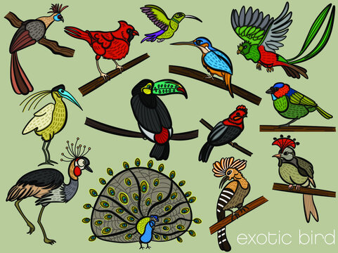 The illustration shows exotic birds such as hummingbirds, hoopoes, toucans, peacocks, cranes and red cardinals.