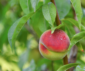 Apricots and peaches grow on a branch in the garden