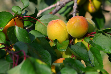 Apricots and peaches grow on a branch in the garden
