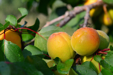Apricots and peaches grow on a branch in the garden