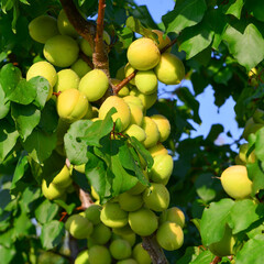 Apricots and peaches grow on a branch in the garden