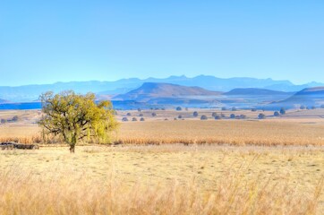 DRY WINTER MAIZE LANDS  in the Drakensberg foothills, kwazulu natal, south africa