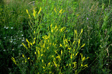 meadow plant reaching a height of up to 150 cm. It has a protruding stem and long petiolate...