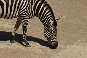 Fototapeta na wymiar Zebra with nose to the ground at Auckland Zoo, New Zealand