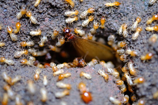 termites that come out to the surface after the rain fell. termite colonies mostly live below the surface of the land. these termites will turn into larons. macro photography. termites is white ants.