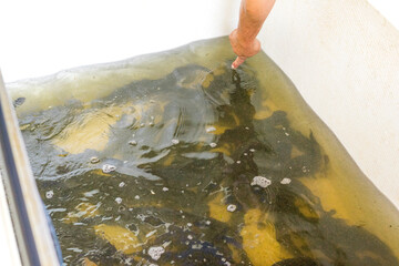 The farmer or buyer chooses the fish on the farm. Tank with young fish.
