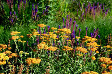 at the beginning of July, the buds open into a deep orange flower shade of freshly burnt clay, ie sandy yellow and purple sage © Michal