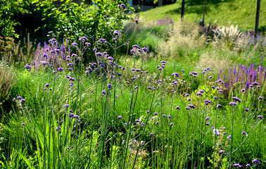 Height: 120 - 150 cm Flower: purple, A beautiful species of sparrowhawk, which at the time of...