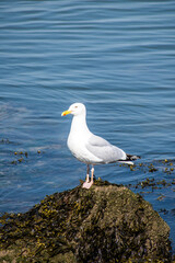 Herring Gull (Larus Argentatus).