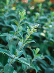 plant branch with green leaves in the park