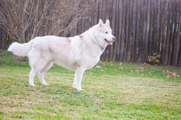 Siberian Husky Shelter Dog