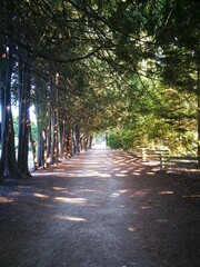 Park trail in Vancouver, Canada