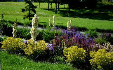 In the second half of June, it blooms with magnificent, creamy white flowers in the shape of chubby...