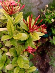 Fototapeta na wymiar Ixora flower buds with light yellow green colored leaves.