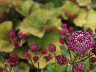 red and yellow flowers
