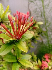 Ixora flower buds with light yellow green colored leaves.