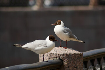 seagull on the granite embankment