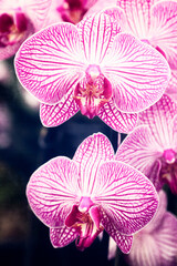 Fototapeta na wymiar Show orchid on display at the Kew Gardens 'Orchid Festival'.