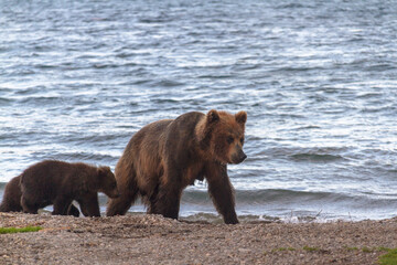 Bear in summer on the lake walks with cubs in sunny weather.