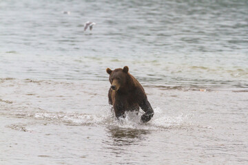 Bear on the lake catches fish in rainy weather in summer