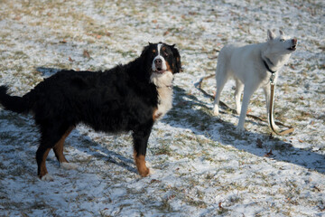 Berner and Husky