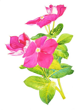 pink madagaska periwrinkle on white background