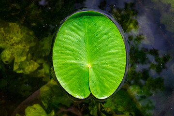 Lotus blossom. Drop water on green leaf plant in garden pond or lake with abstract reflection. Fresh macro dew on nature background. Flat lay, copy space.