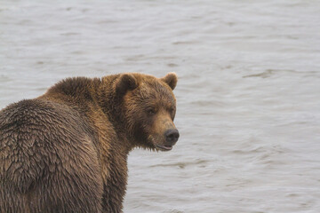 Obraz premium Bear on the lake catches fish in rainy weather in summer