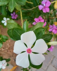 pink rose bush