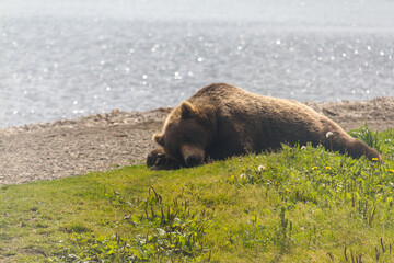 Bear on the lake in the summer hides from the sun