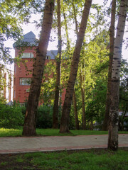 The sun's rays shining through the green crowns of birches against the background of a red brick building