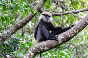 monkey on the tree