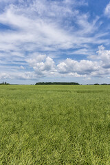 Fototapeta premium Agricultural green field to the horizon. Sunny bright day with clouds in the sky