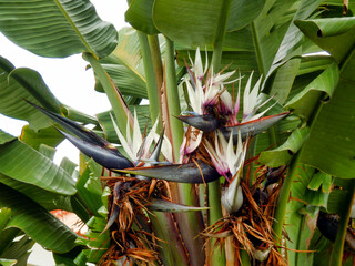 Strelitzia Nicolai aka White or Giant Bird of Paradise Plant or Wild Banana