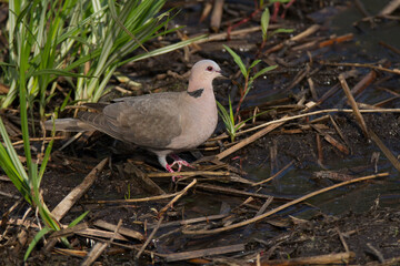 Cape Turtle-dove in close up
