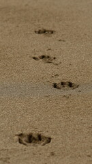 Fototapeta na wymiar Track imprints of dog paws in wet sand on beach