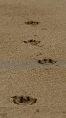 Track imprints of dog paws in wet sand on beach