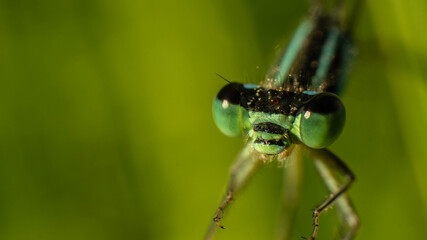 green eyes of a blue dragonfly close-up, selective focus image