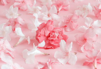 Obraz premium Pink flowers on light pink background