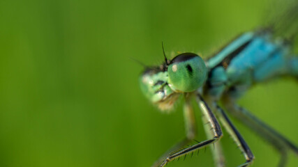 green eyes of a blue dragonfly close-up, selective focus image