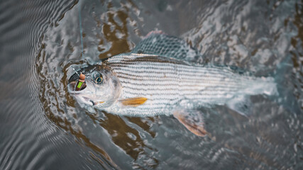 Fototapeta premium Grayling is caught in the fly. Tenkara.
