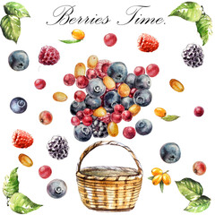 Hand drawn watercolor summer isolated wild berries.