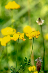 Obraz premium Yellow Beauties