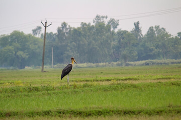 Marabou Stork In Paddy Field