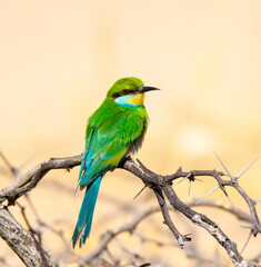 Swallow-tailed Bee-eater perched in the Kgalagadi Park, Kalahari desert, South 
Africa