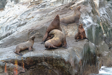 Sea lions