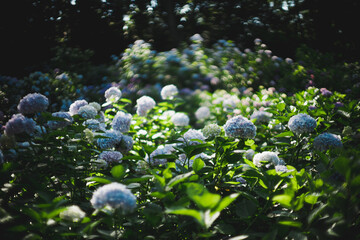 紫陽花