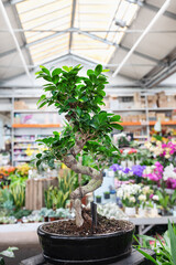 Ficus Bonsai Ginseng tree in a plant store. Shopping for home pot flowers concept. Selective focus copy space